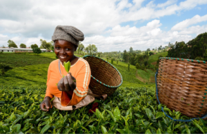 Pourquoi l’agriculture durable est l’avenir